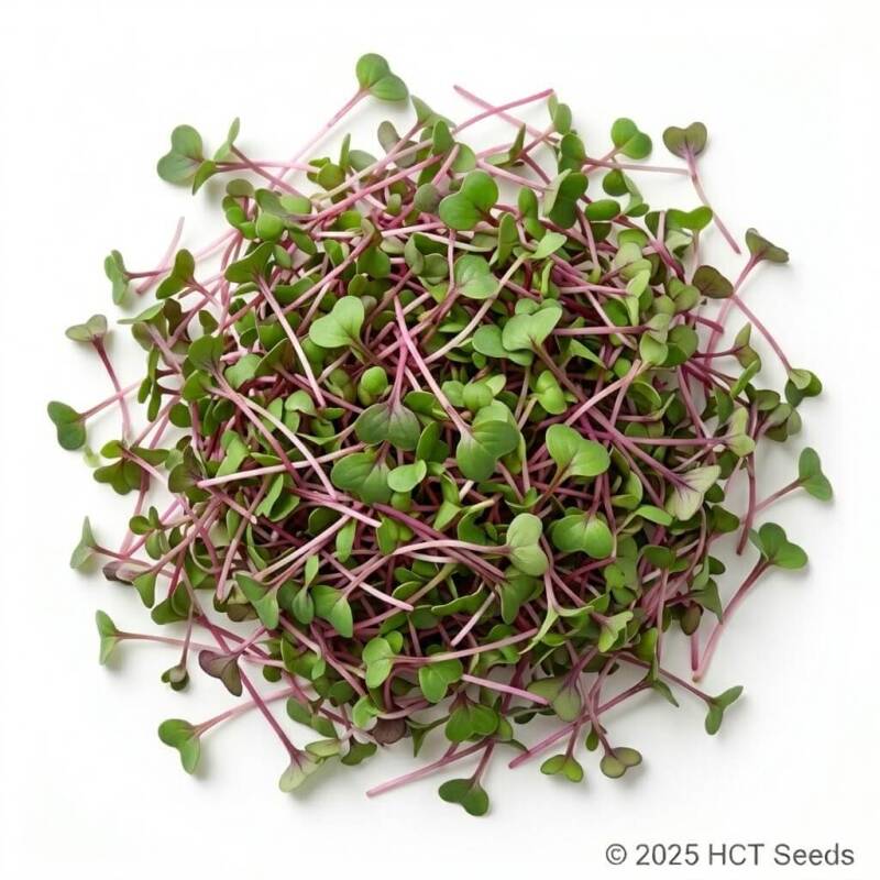 Färska rädiseskott China Rose med vacker färg och pepprig smak