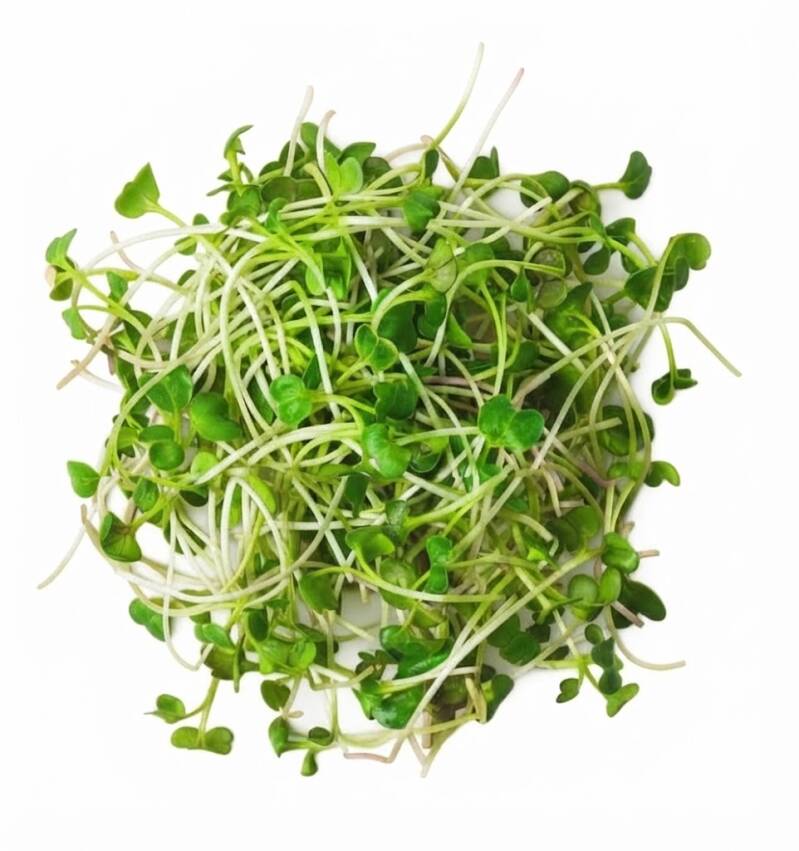 Rädisskott Daikon odlade från ekologiska rädisfrön