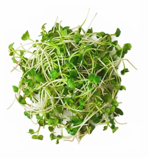 Rädisfrö Daikon Ekologisk