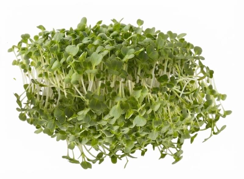 Ekologiska rapsskott odlade från rapsfrön - krispiga mikrogrönt skott med gröna blad