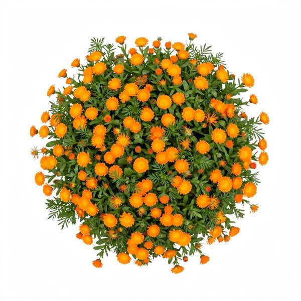 Ringblomsfrö