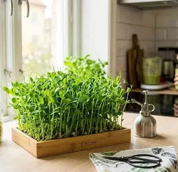 Nybörjarpaket för mikrogrönt (microgreens) med broccoli raab, solrosfröer och ärtskott. Starta din odling med HCT Seeds.