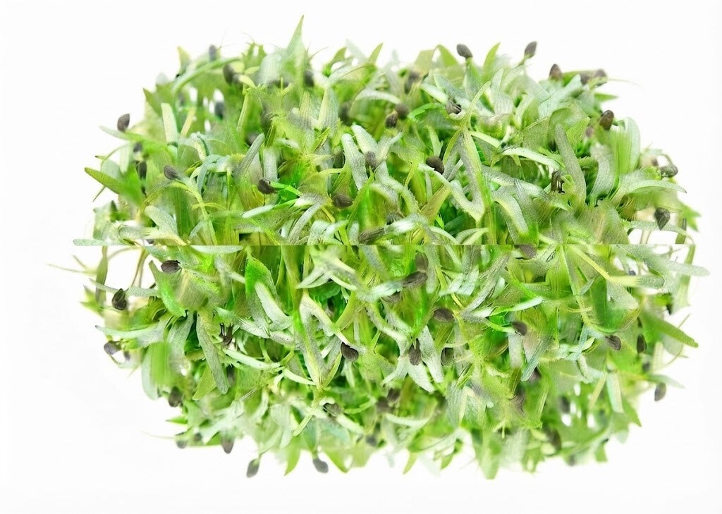 Ruccolafrö Ekologisk