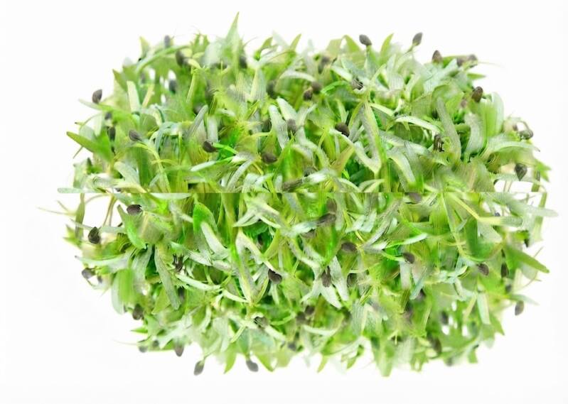 Ruccolaskott odlade från ekologiska italienska ruccolafrön