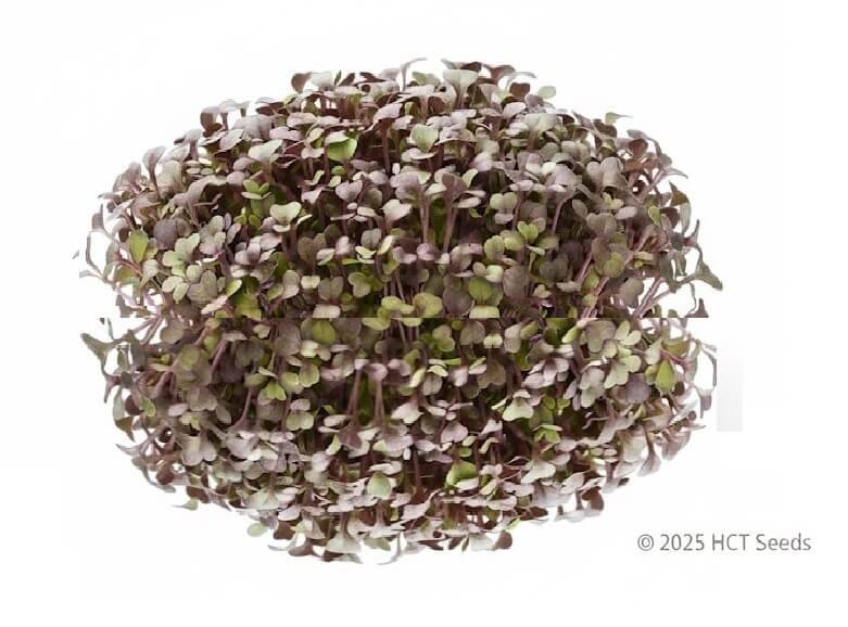 Färska röda senapsskott med krispig textur och pepprig smak