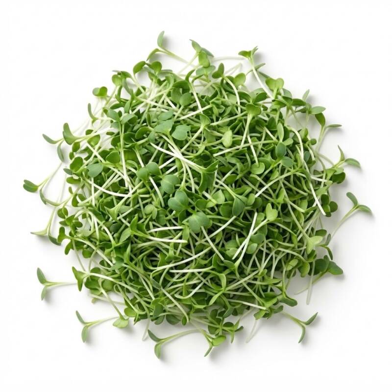 Färsk smörgåskrasse med pepprig smak för brunchmackan