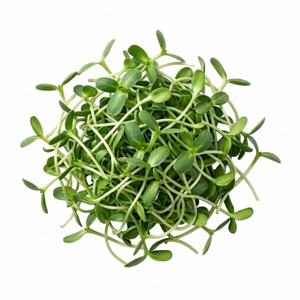Solrosfrö Ekologisk