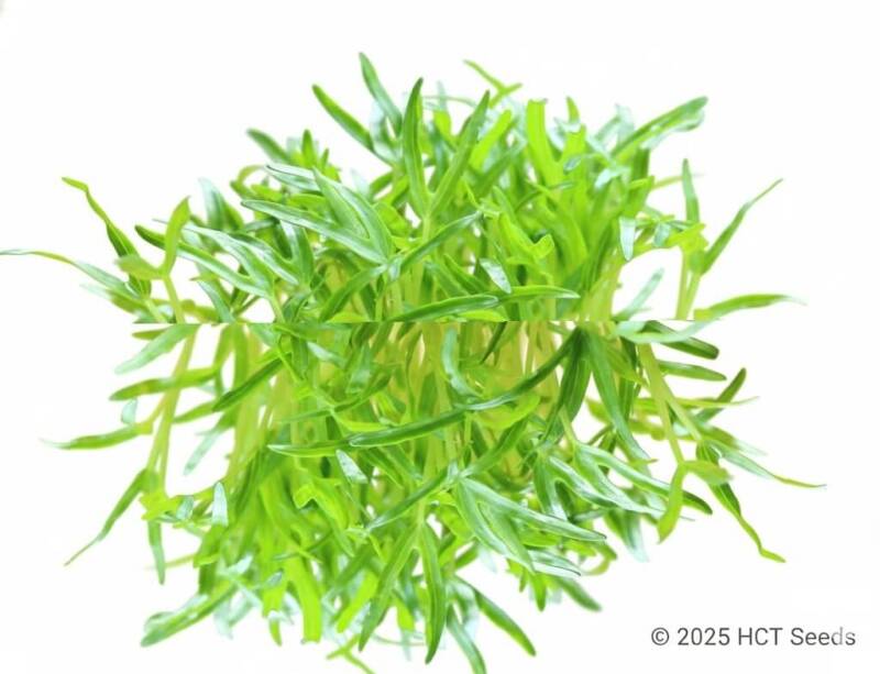 Färska spenatskott med mild och frisk smak för matlagning