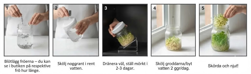 Steg för steg beskrivning hur man odlar groddar på fröer från - HCT Seeds