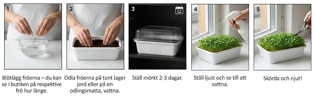 Steg för steg beskrivning hur man odlar mikrogrönt på fröer från - HCT Seeds
