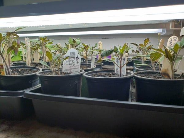 Seed Starts