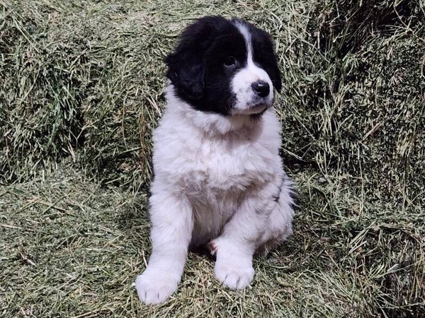 Albus
