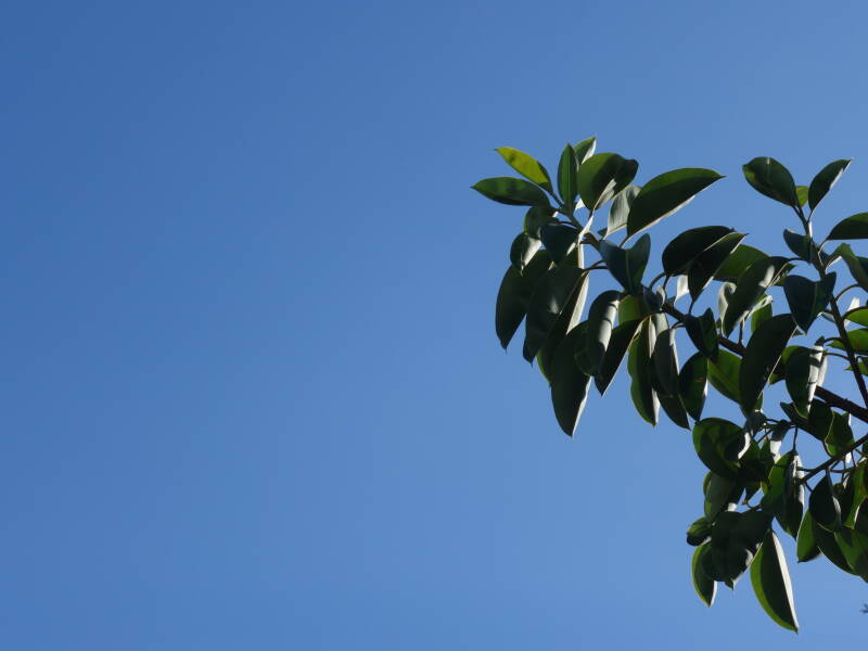 dsc03193-standard.jpg