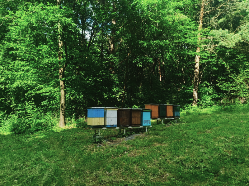 Traditional slovakian apiaries, beehives, bee boxes. Handlová, Slovakia,  2026