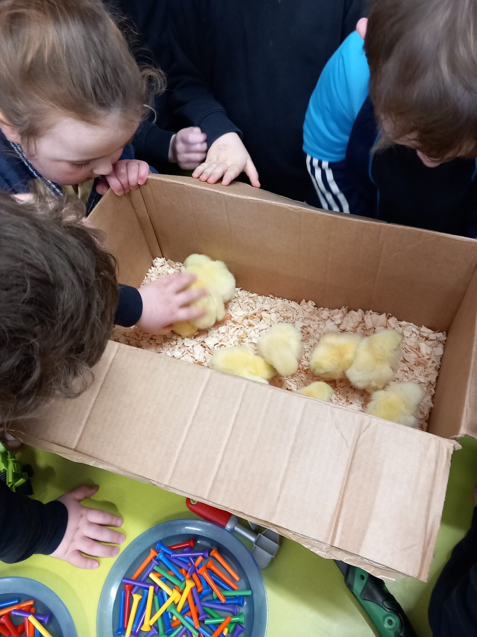 A large cardboard box with baby chicks inside on bedding and a child's head and hand seen.