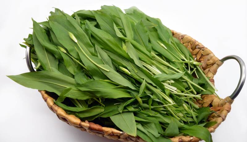 Bärlauch - Name, Wirkung, Rezepte