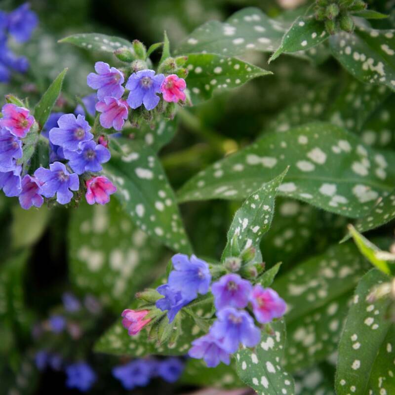 Lungenkraut bei Husten
