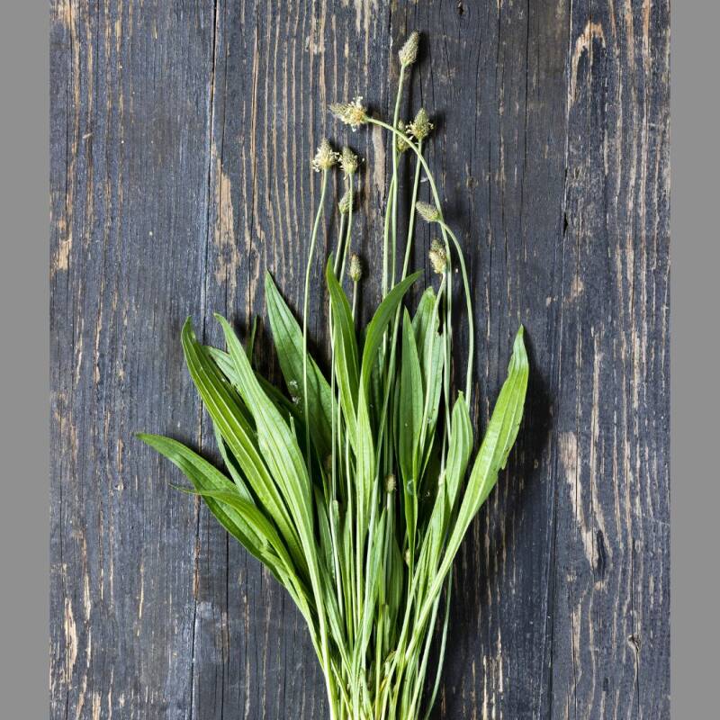 Spitzwegerich bei Husten