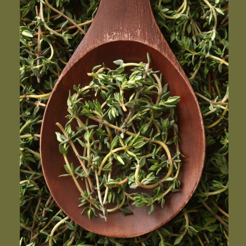 Thymian/Quendel bei Husten