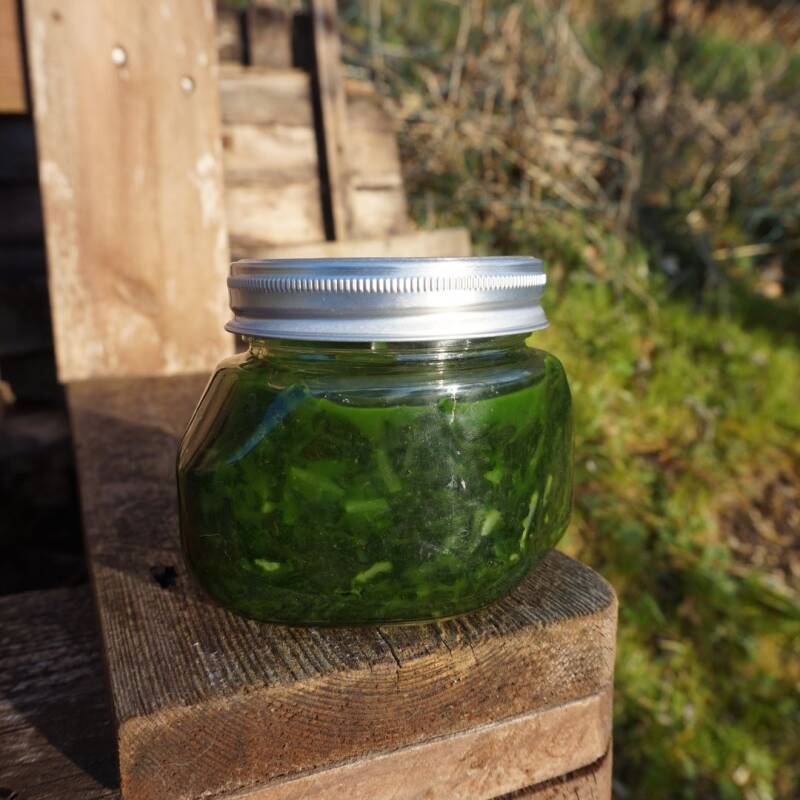 Bärlauch fermentieren