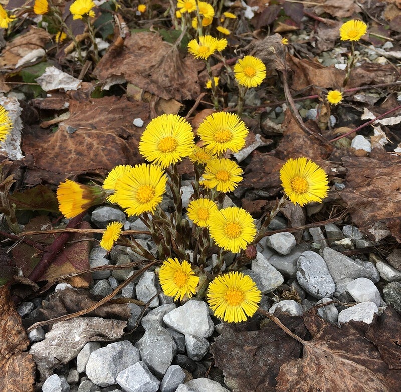 Huflattich Pionierpflanze