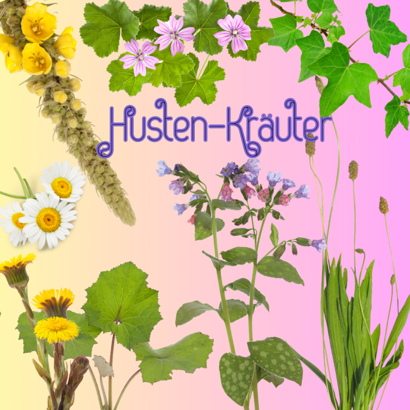 Husten Wildkräuter