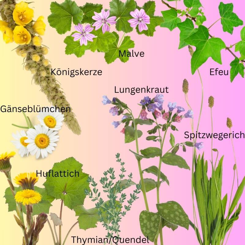 Husten Wildkräuter: Königskerze, Malve, Huflattich, Efeu, Gänseblümchen, Thymian, Lungenkraut, Spitzwegerich