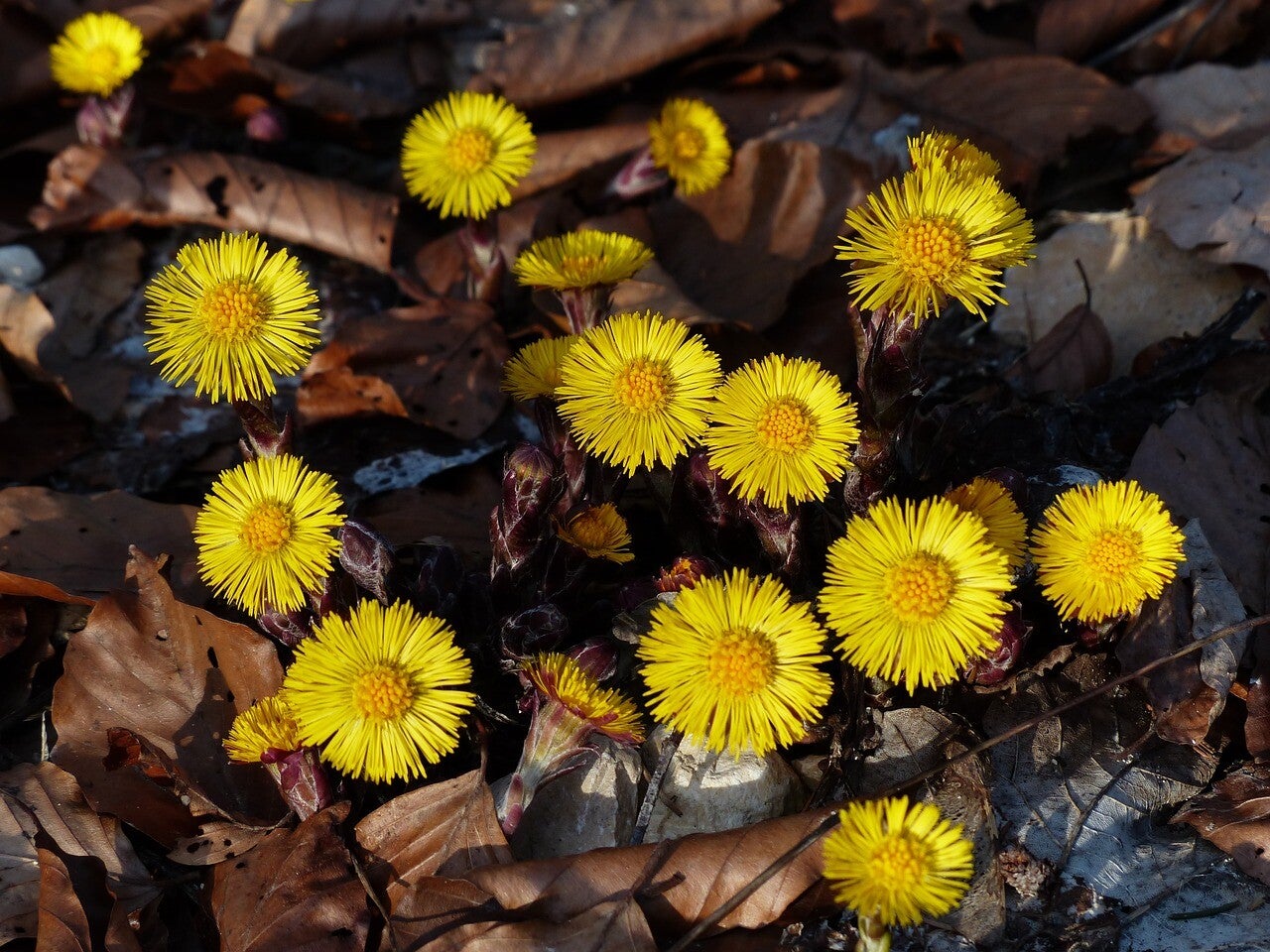 Huflattich - Steckbrief