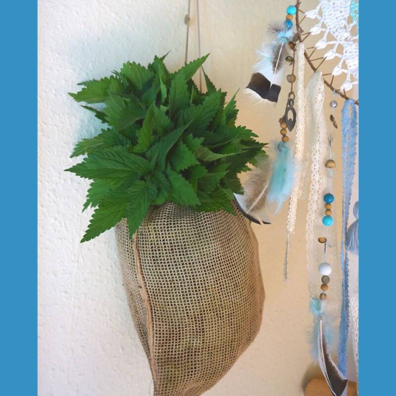 Wildkräuter aufbewahren