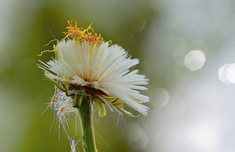 Huftlattich Volksheilkunde