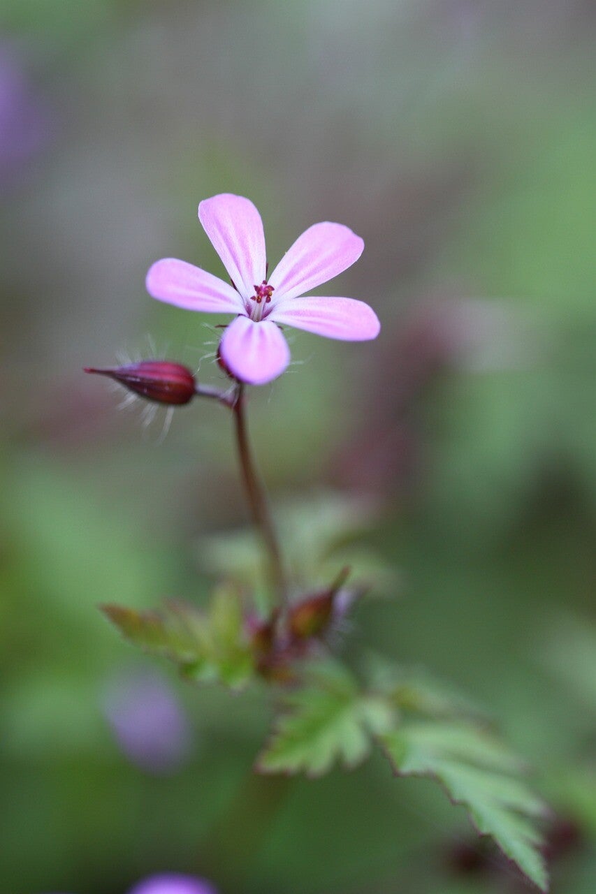 Stinkender Storchenschnabel Porträt