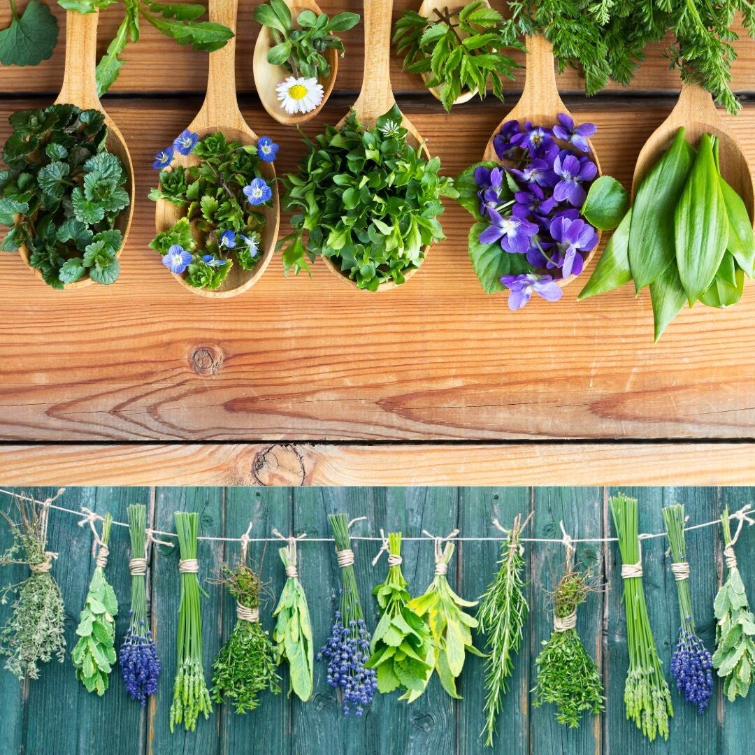 wildkräuter in den Alltag integrieren