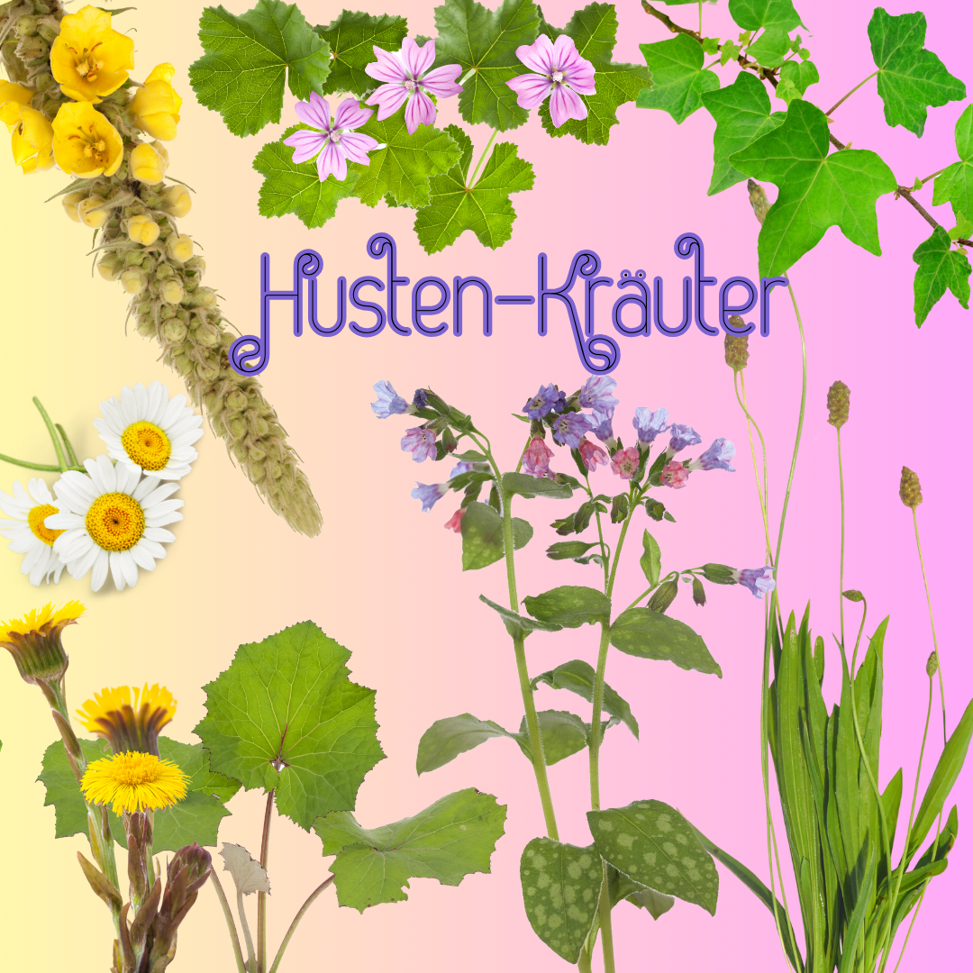 Husten-Kräuter