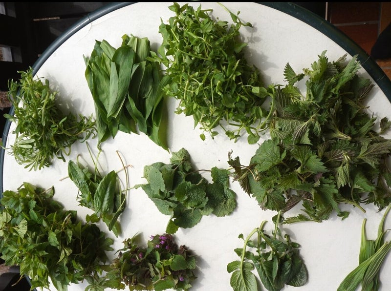 Gründonnerstagsuppe - Wildkräuter sammeln