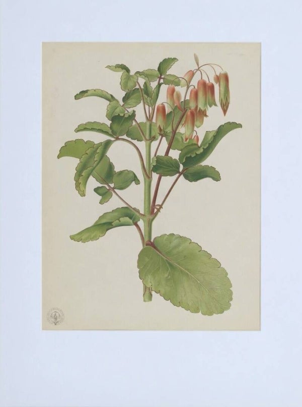 Bryophyllum germinans / Bryophyllum calycinum – Flora de Filipinas (L. Guerrero). Botánica