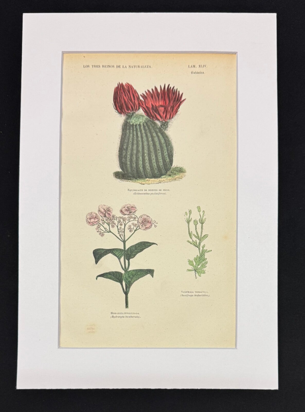 BOTÁNICA. EQUINOCACTO DE DIENTES DE PEINE. HIDRANGEA INVOLUCRADA. SAXIFRAGA TRIDACTILA.