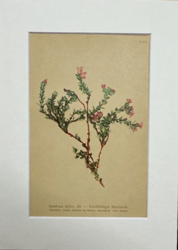 SAXIFRAGA BIFLORA. Botánica.