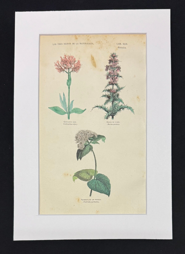 BOTÁNICA. CENTIANTO ROJO. MORINA DE PERSIA. VALERIANA DE LOS PIRINEOS.