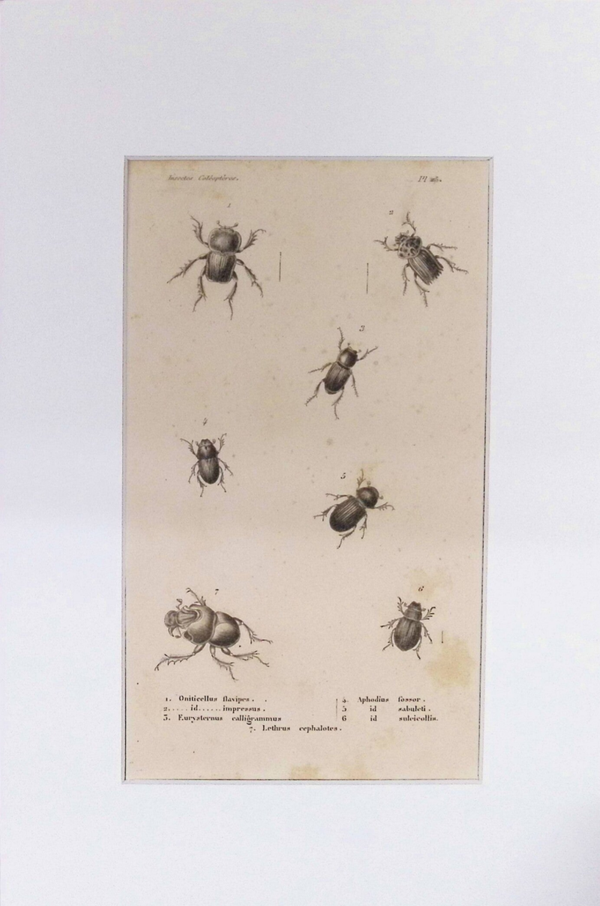 Insectos Coleópteros – Oniticellus flavipes, Eurysternus calligrammus y otros | Diccionario Pintoresco de Historia Natural (1842) – 30x20 cm