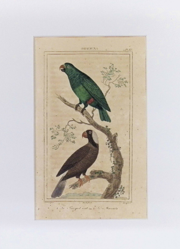 AVES. LORO VERDE. LORO MASCARINO.