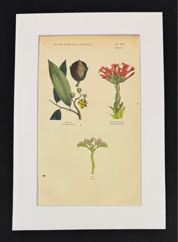 BOTÁNICA. SAPUCAYA. CRASULA ESCARLATA. SEDO.