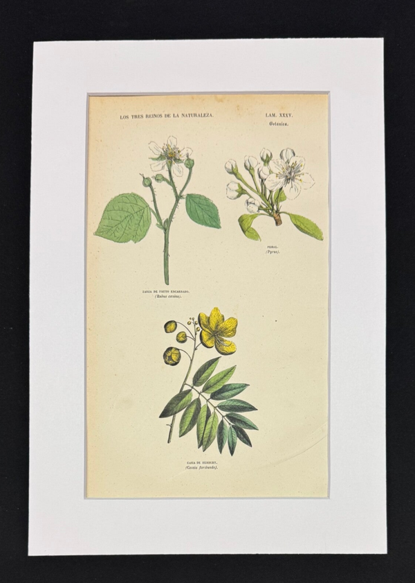 BOTÁNICA. ZARZA DE FRUTO ENCARNADO. PERAL. CASIA DE HERBERT.