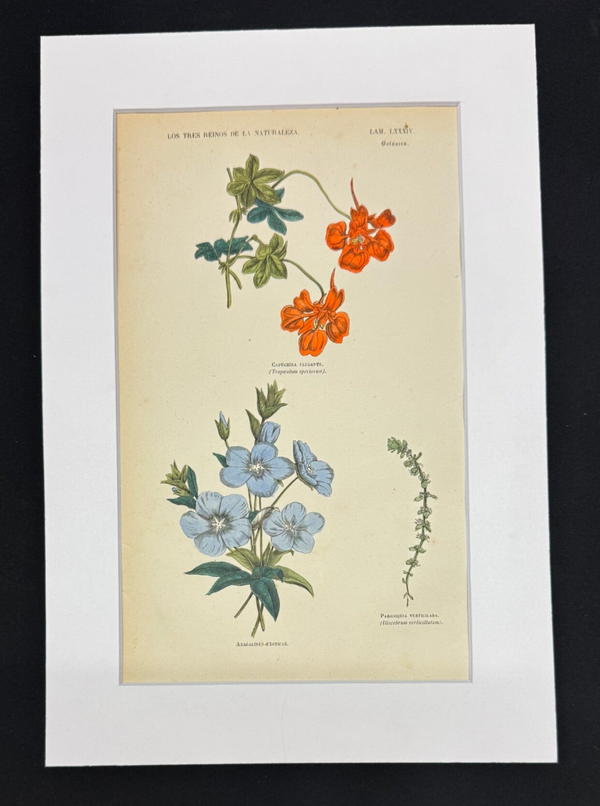 BOTÁNICA. CAPUCHINA ELEGANTE. ANAGALIDES EXOTICA. PARONIQUIA VERTICILADA.