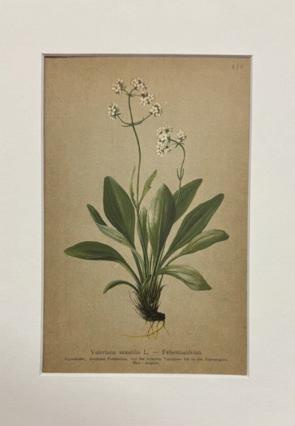 VALERIANA SAXATILIS. BOTÁNICA.