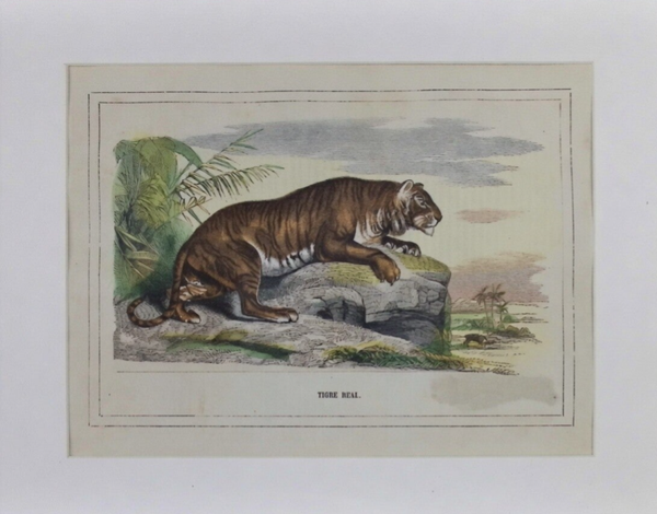 Tigre Real – Grabado de Abadal del siglo XIX | 30 x 20 cm