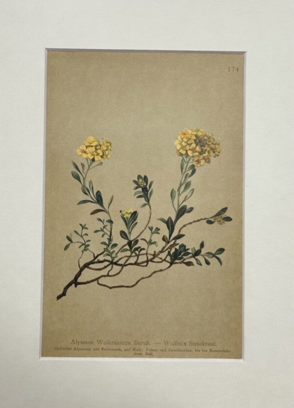 ALYSSUM WULFENIANUM BERNH. BOTÁNICA.