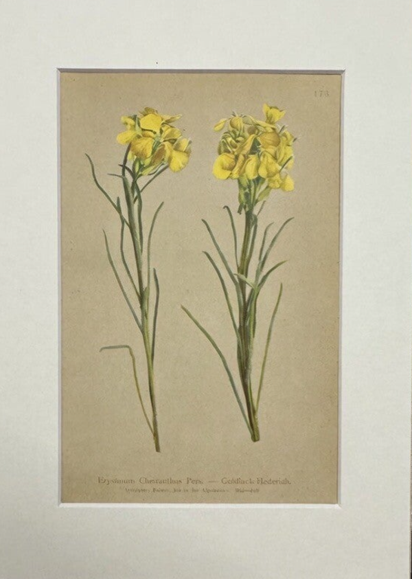 Erysimum Cheiranthus. Botánica.