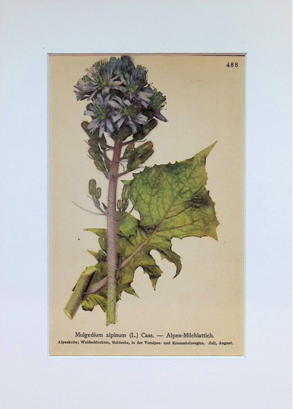 Mulgedium alpinum (L.) Cass. — Alpen-Milchlattich — Atlas der Alpen-Flora, 1897. Botánica.