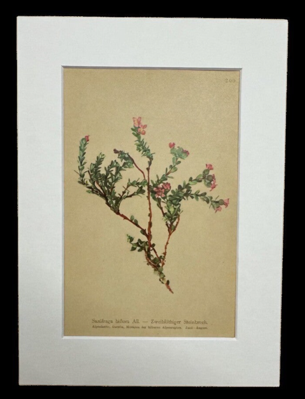 SAXIFRAGA BIFLORA. Botánica.