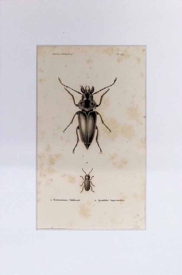 Insectos Coleópteros – Trictenotoma Childrenii y Spondylis buprestoides | Diccionario Pintoresco de Historia Natural (1842) – 30x20 cm